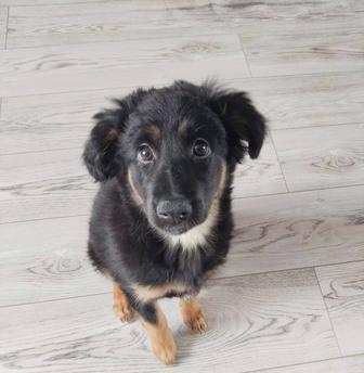 Бесплатно дарим щенков