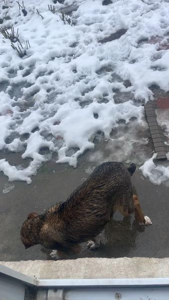 Продам щенка Тобета