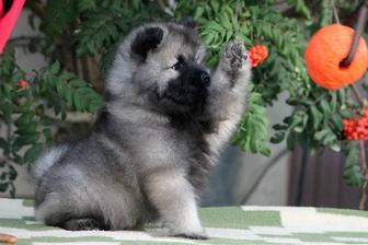 Единственный помет в Казахстане Эксклюзивные щенки ВольфШпица или Кеесхонда