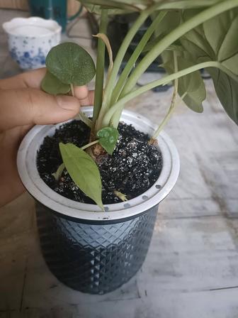 Продам Алоказию silver dragon