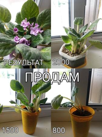 Фиалки
