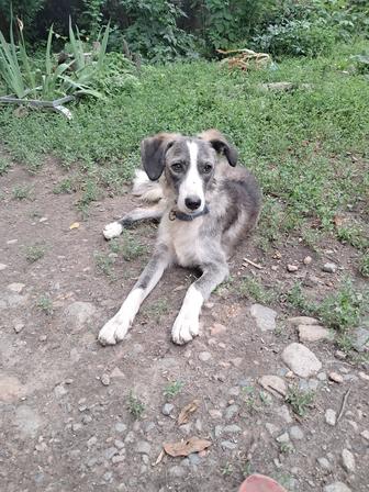 Отдадим в хорошие руки собаку
