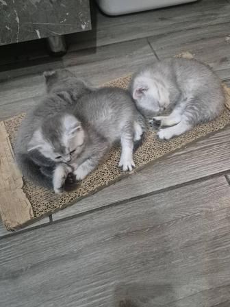 Шотландские котята