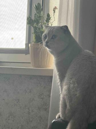 Отдам котика в хорошие руки