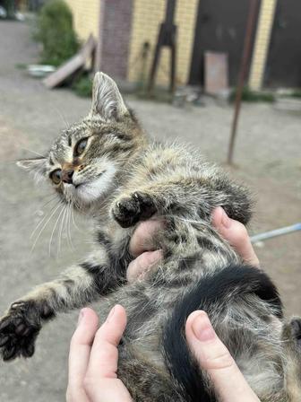 Котята ищут семью