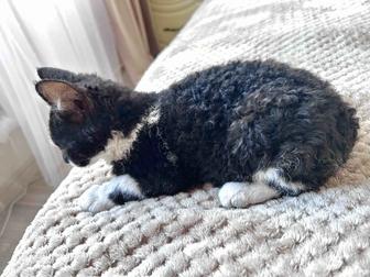 Котенок породы девон рекс сфинкс