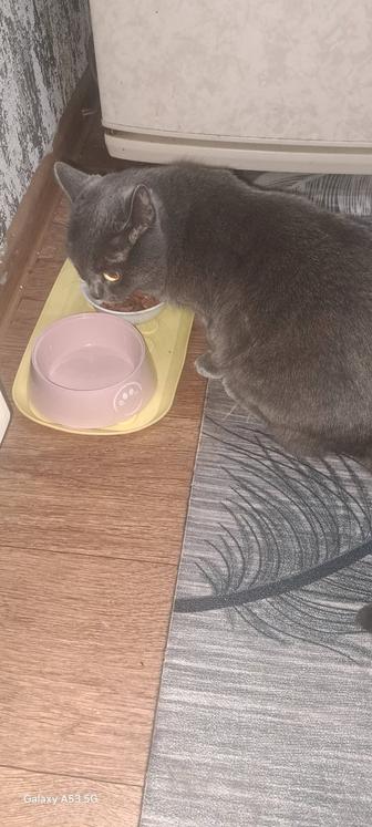 Отдам кошку