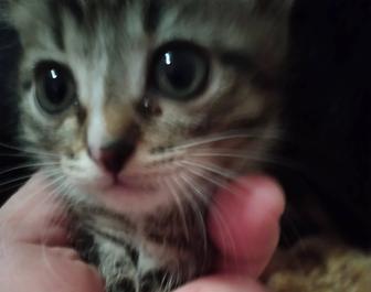 Ищут дом котята