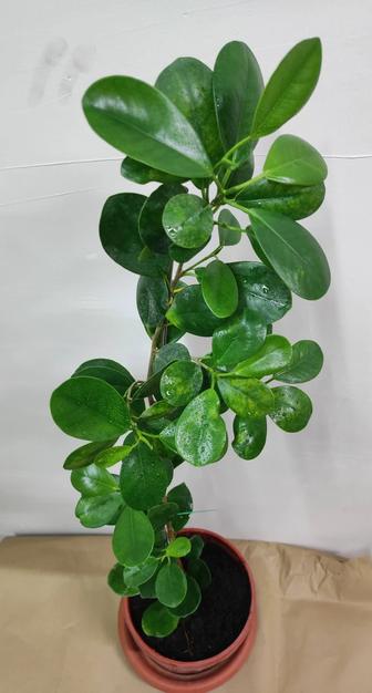 Фикус Миллионерша.