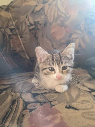 Котенок в добрые руки