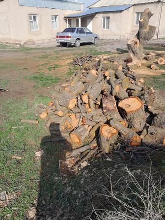 Өрік талдың ағашын сатамын