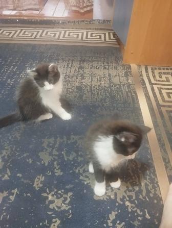 Милые котята ищут себе семью!