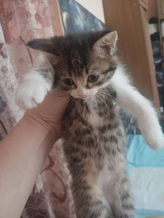 Милые котята ищут себе семью!