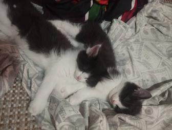 Милые котята ищут себе семью!