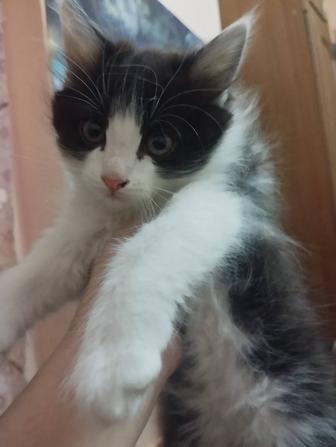 Милые котята ищут себе семью!