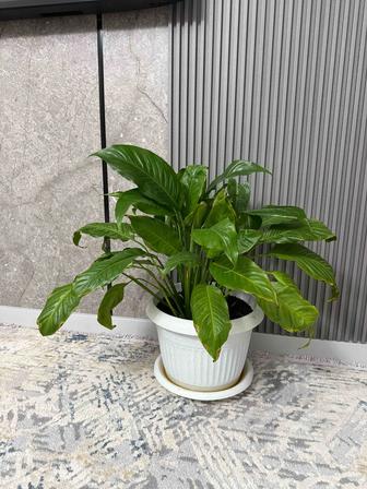 Растение, женское счастье