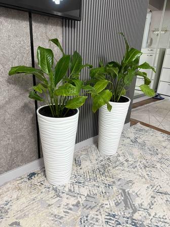 Растение, женское счастье