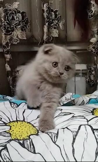 Скоттиш фолд. Мальчик с документами.
