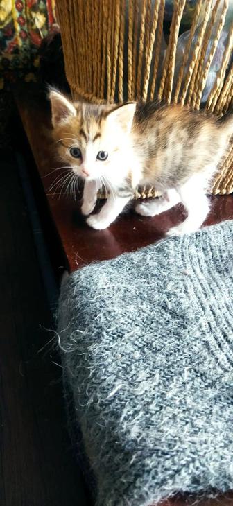 Котята в ответственные руки