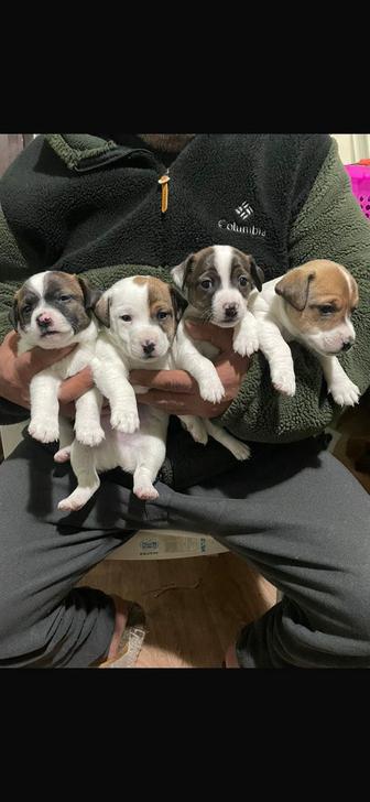 Алматы - Бронирование щенков Джек-рассел-терьера (4 щенка)