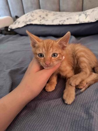 Ищем котенку дом