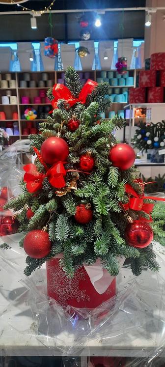 Новогодняя Композиция из Живого Нобелеса.