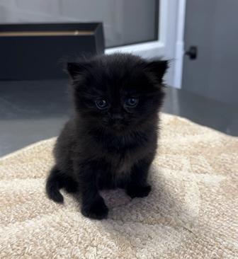 Котенок 2 месяца