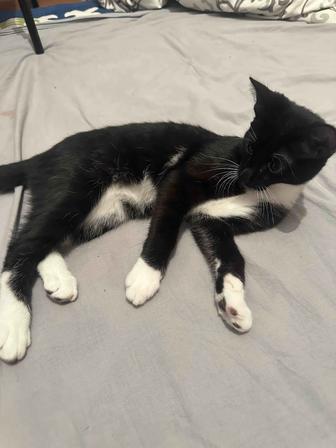 Котенка отдам бесплатно
