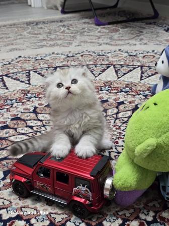 Животные кошки