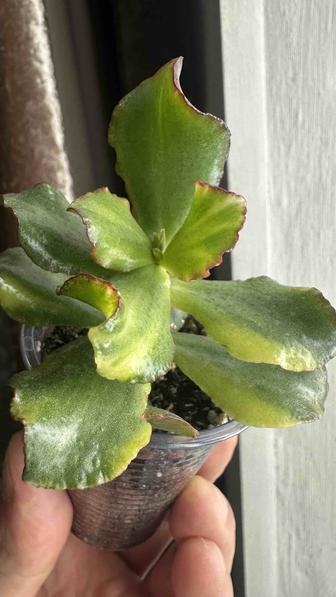 Черенок очень редкой крассулы Golden Bird Ukraine