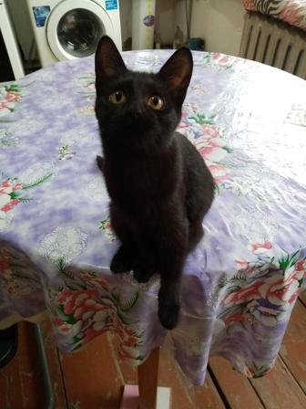 Котенок. Черная красавица Багира, 3 месяца. Домашняя, к лотку приучена