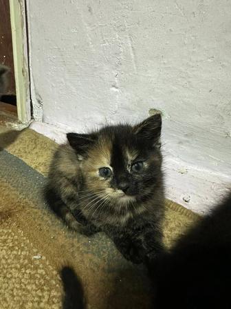 Котенок ,девочка