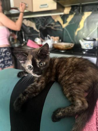 Котенок ,девочка