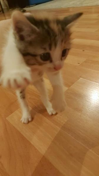 Отдам котенка в добрые руки