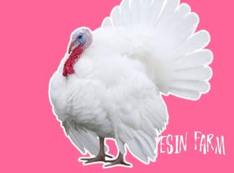 Хайбрид конвертер инкубационные яйца индюков для сильного стада