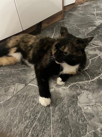 ищем дом ласковой кошке!!