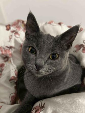 срочно отдадим котенка
