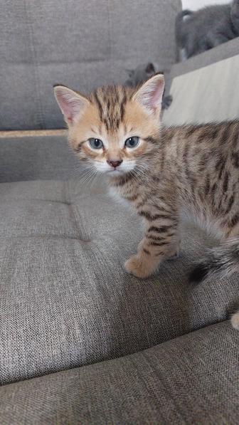 Отдам котят