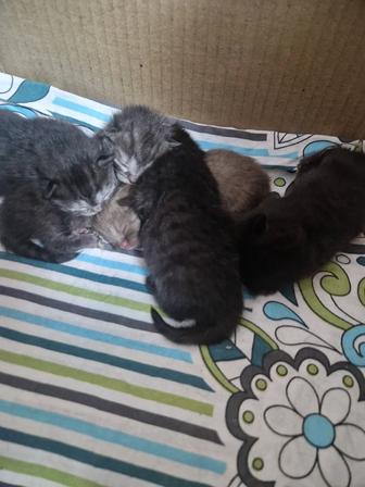 Бронь на котят