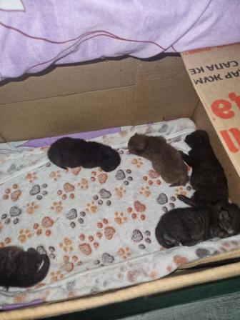 Бронь на котят