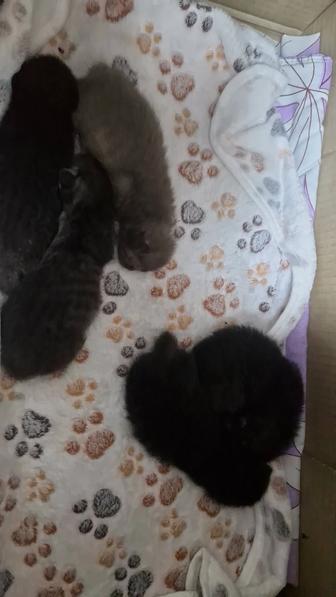 Бронь на котят