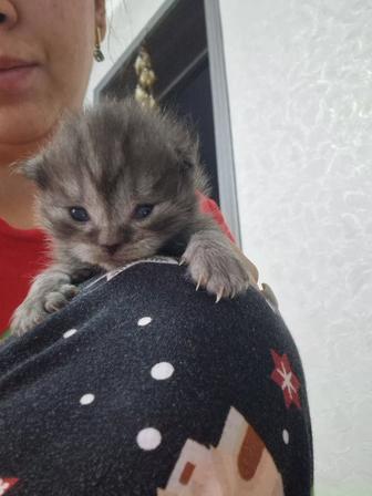 Бронь на котят