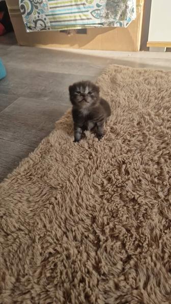 Бронь на котят