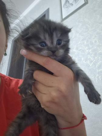 Бронь на котят