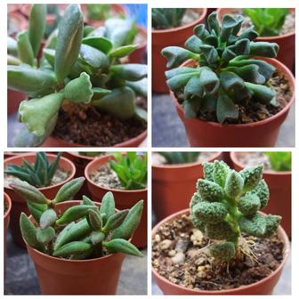 Адромискус / Adromischus, разные виды