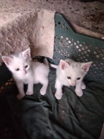 Котята
