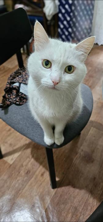 Потерялся белый котик!