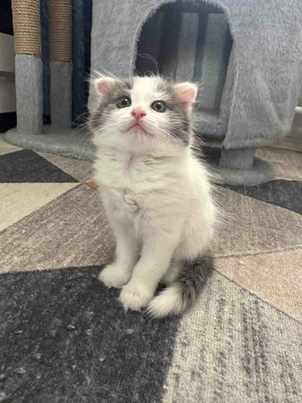 Веслоухие котята