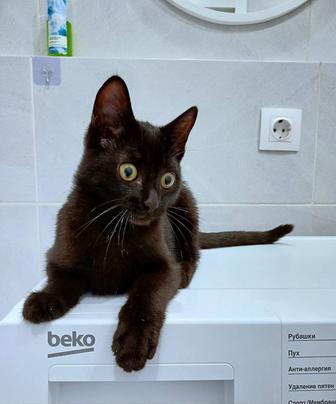 Кнопа ищет свой дом. СРОЧНО!
