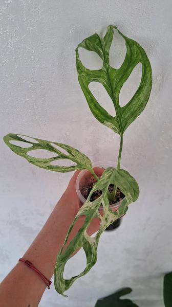 Продам комнатные растения